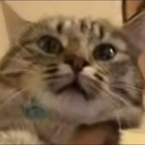 Meet your Posher, Genesis